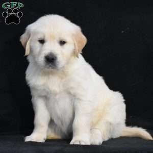 Warren, English Cream Golden Retriever Puppy